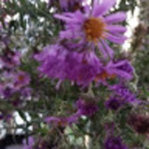 Meet your Posher, Nikkie